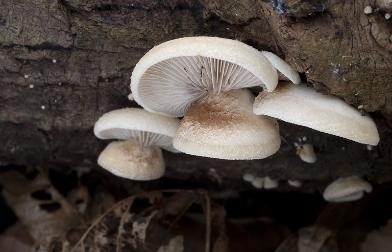 Crepidotus mollis